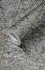 Tapete R&C Forum XI 2028 21014018 10,05 x 0,53 m - More 2